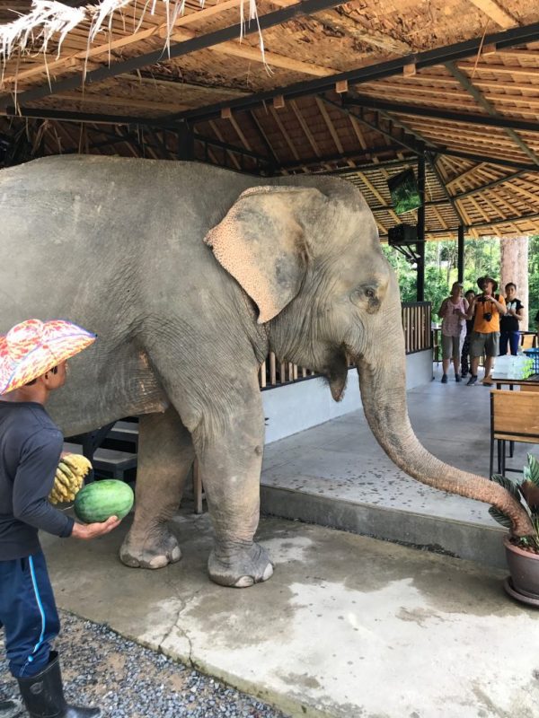 Phuket Elephant Sanctuary