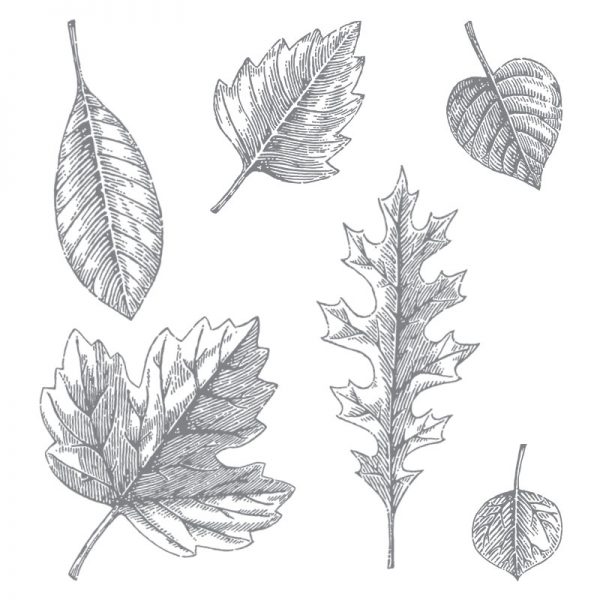 Vintage Leaves, Stampin' Up! 138802 Vintage Leaves, Stampin' Up! 138802