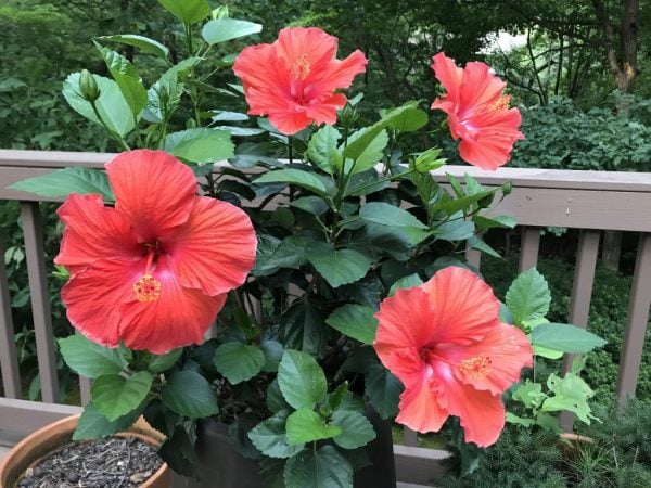 hibiscus