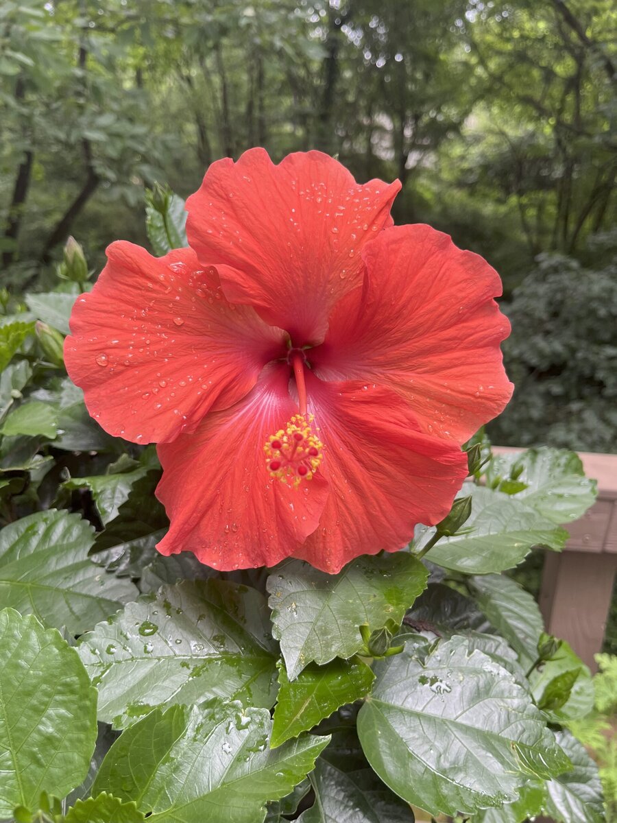 hibiscus hibiscus